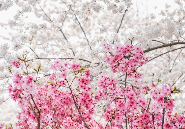 Close up mixing pink and white sakura flower blossom on tree in garden at spring seasonal