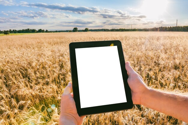 Close-up, mock-up tablet in the hands of a man. Against the background of a field with ears of wheat in sunny weather.