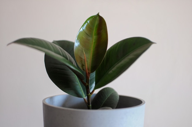 Close up of modern houseplant  young Ficus elastica Burgundy or rubber tree a potted plant