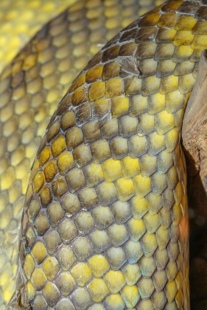 Close up Moluccan Python snake skin