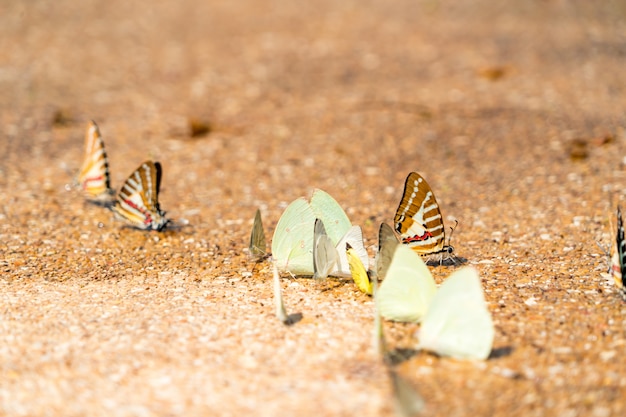 Close up monarch butterfly drink a water on the ground