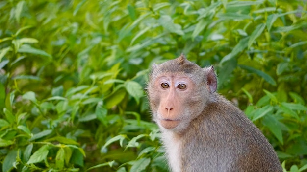 Photo close-up of monkey looking away