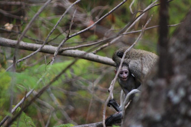 Photo close-up of monkey on tree branch