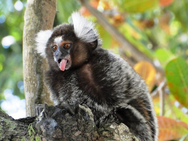 Photo close-up of monkey on tree