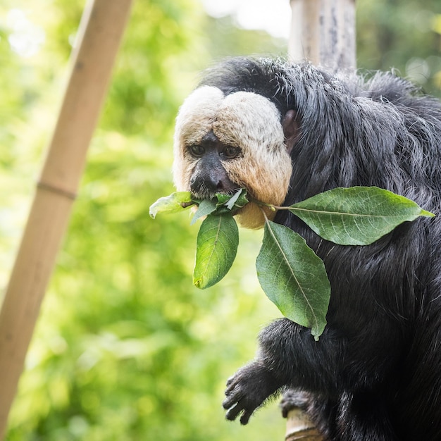 Photo close-up of monkey with leaves in mouth on tree