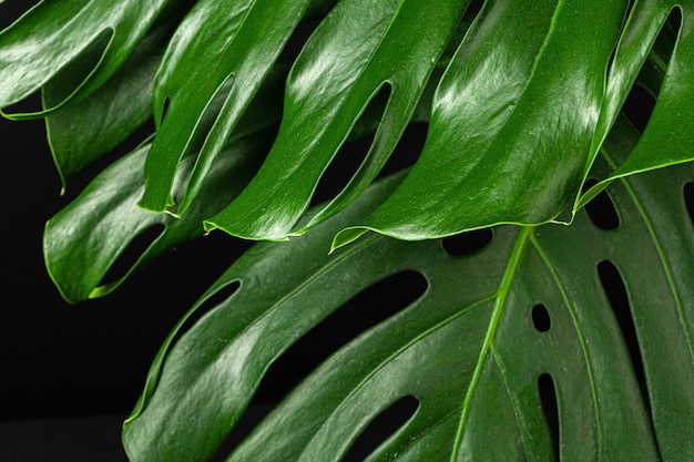 Close up of a monstera leaf on dark black background.