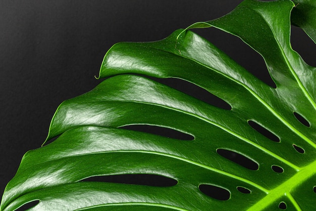 Close up of a monstera leaf on dark black surface