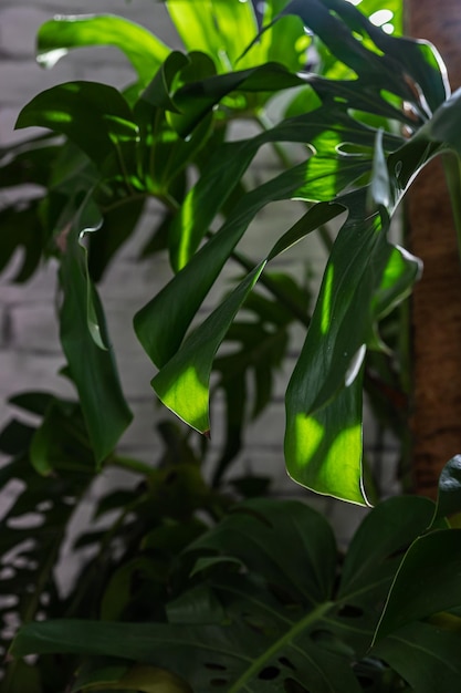 Close up of Monstera or Philodendron leaves against grey tiled wall Tropical leaves background