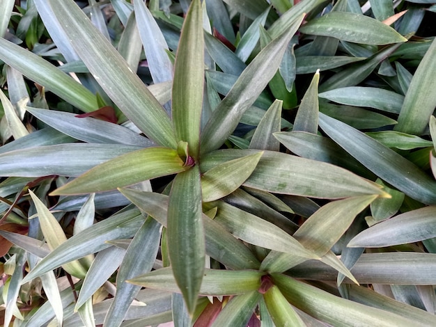 Close up of moses in the basket plant