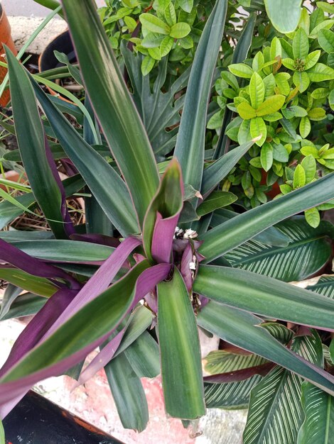 Photo close up of moses in the cradle plant