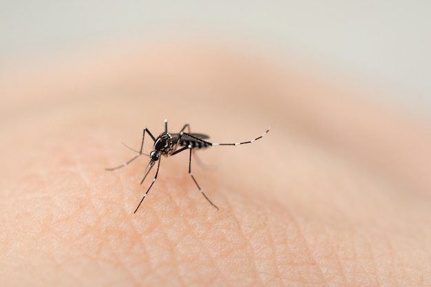 Close up mosquito sucking blood from human skin 