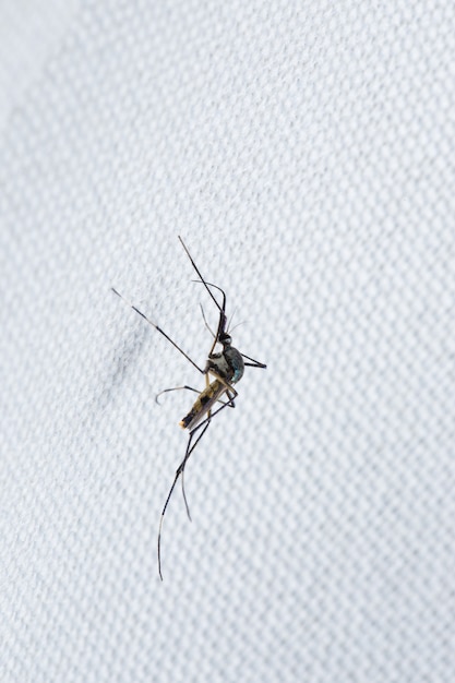 Close up of mosquito on white cloth