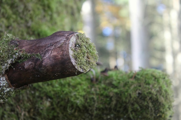 Photo close-up of moss covered tree