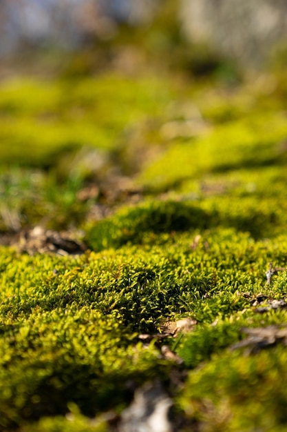 Photo close-up of moss growing on land