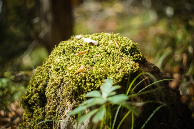 Close-up of moss growing on plant