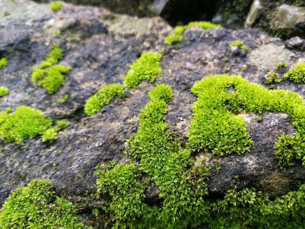 Close-up of moss growing on rock