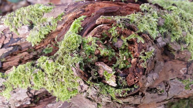 Photo close-up of moss growing on rock