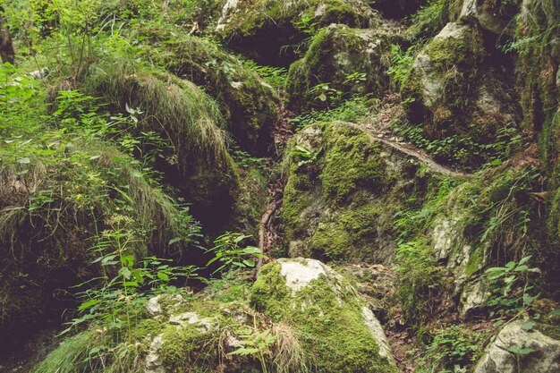 Close-up of moss growing on tree in forest