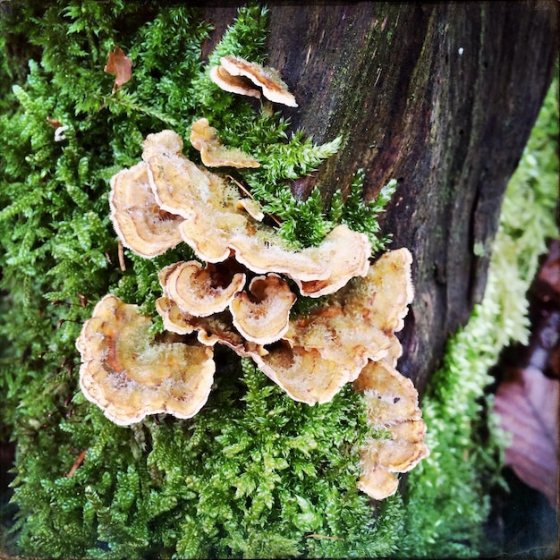 Close-up of moss growing on tree trunk