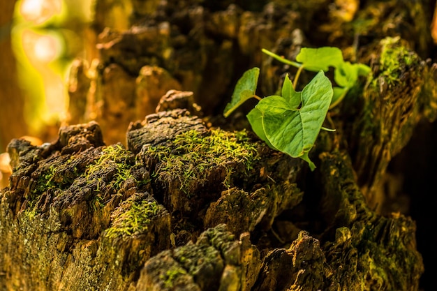 Photo close-up of moss growing on tree trunk