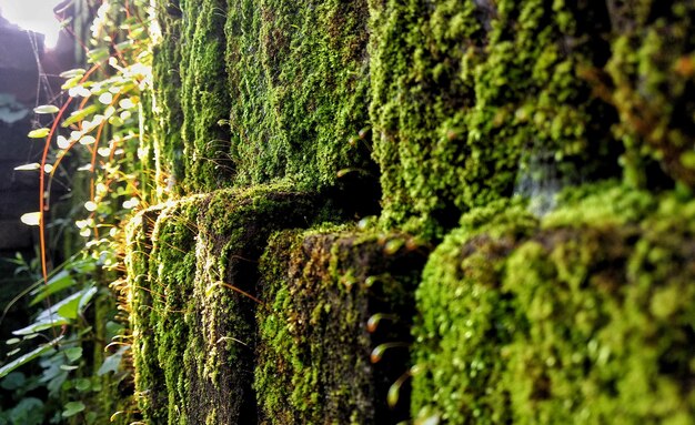 Photo close-up of moss growing on tree