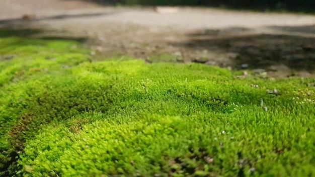 A close up of moss on a path