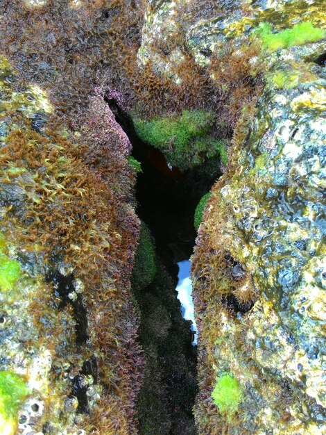 Photo close-up of moss on rock