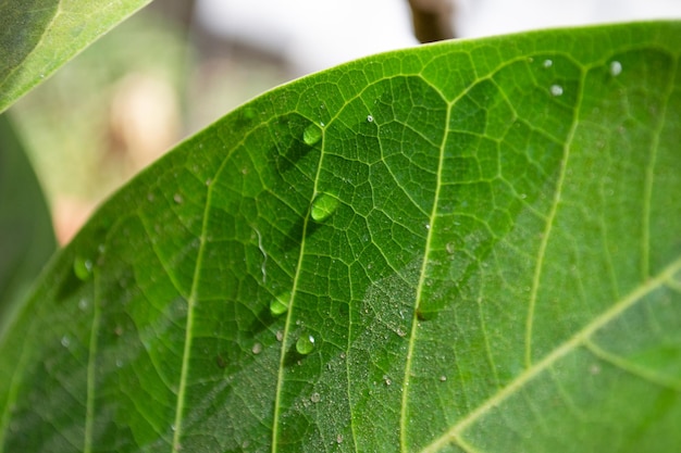 Close up of multicolored green leaves on potted plants