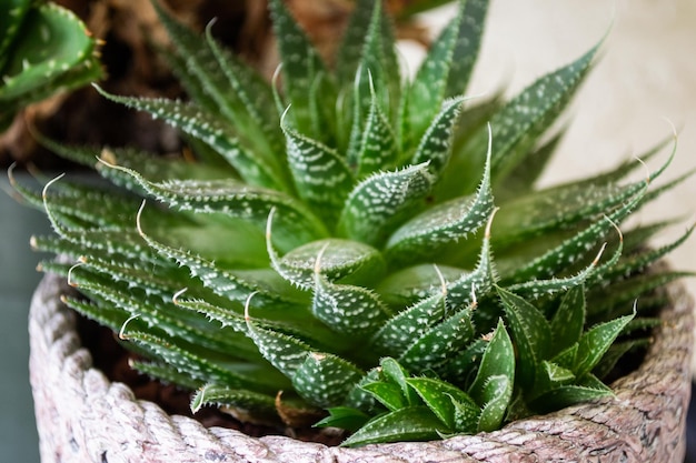 Close up of multicolored green leaves on potted plants