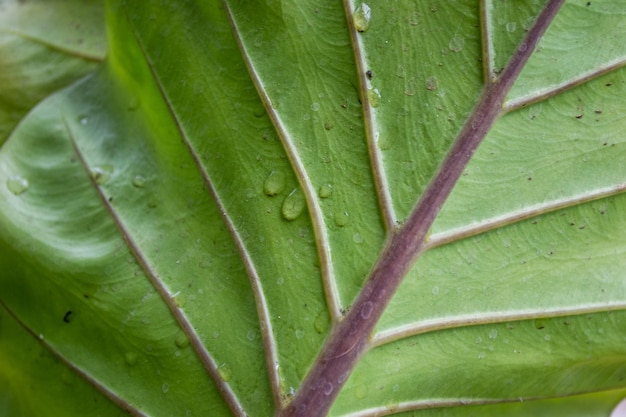 Close up of multicolored green leaves on potted plants