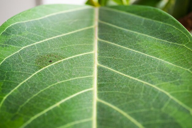 Close up of multicolored green leaves on potted plants