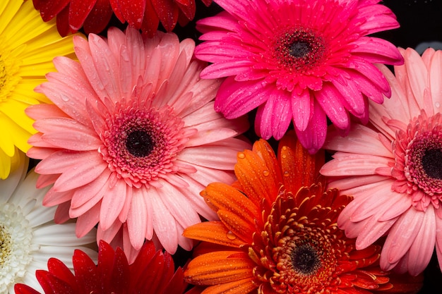 Close-up of multicoloured gerbera daisies