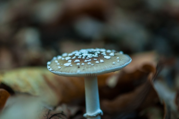 Close-up of a mushroom in a forest. 