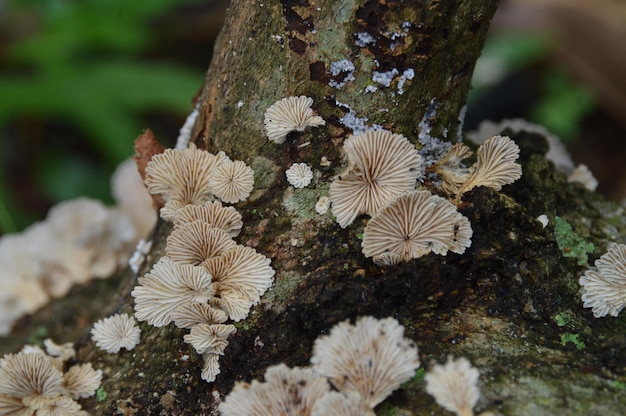 Close-up of mushroom growing on plant