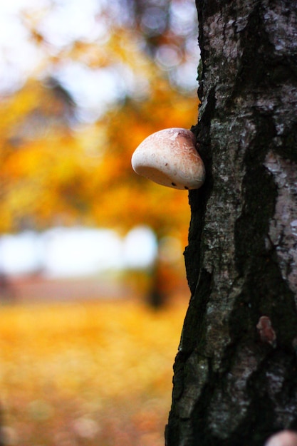 Photo close-up of mushroom growing on tree trunk