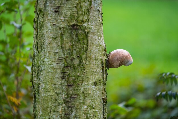 Close-up of mushroom growing on tree trunk