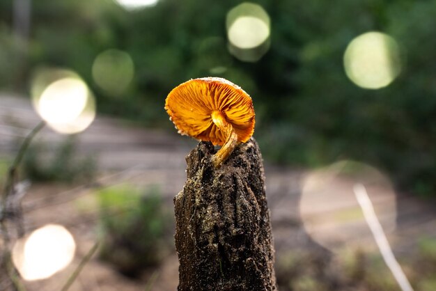 Photo close-up of mushroom growing on tree