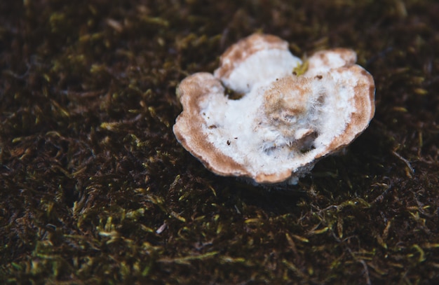 Close up of a mushroom on soil