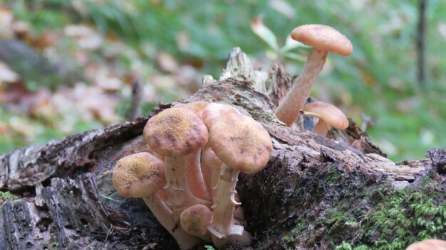 Close-up of mushroom on tree