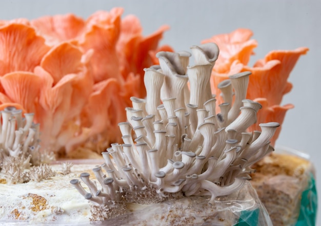 A close up of a mushroom with a pink mushroom on the top