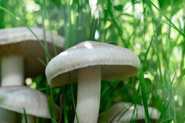 Close up Mushrooms on a grass forest background