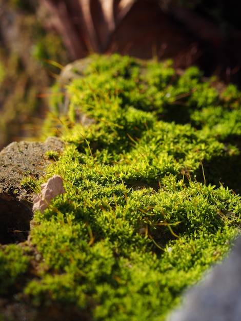 Photo close-up of mushrooms growing on moss