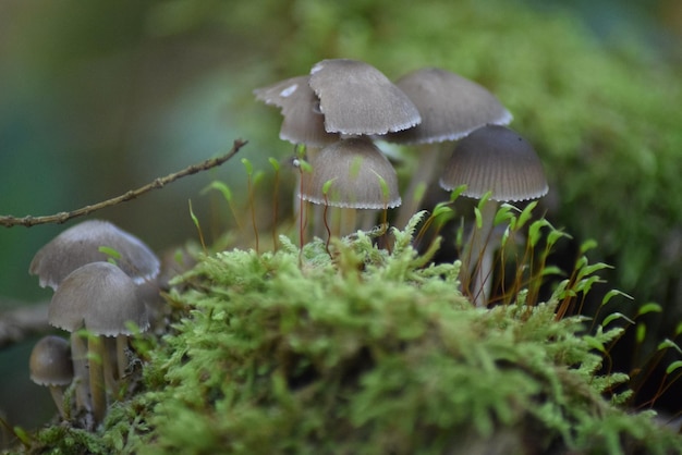 Close-up of mushrooms growing outdoors