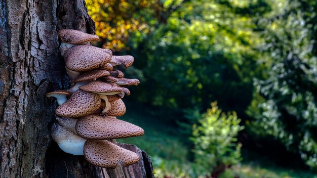 Photo close-up of mushrooms growing on tree trunk