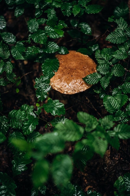 Photo close-up of mushrooms growing on tree