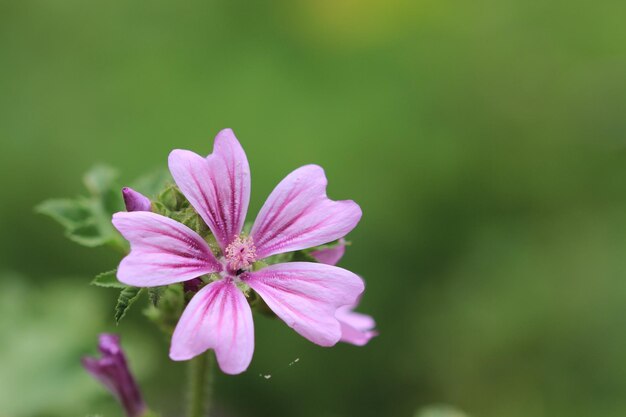 Close up of natural flower with green background.