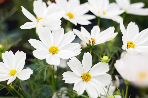 Close up Natural flowers background