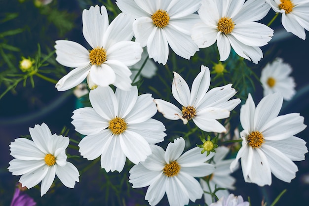 Close up Natural flowers background