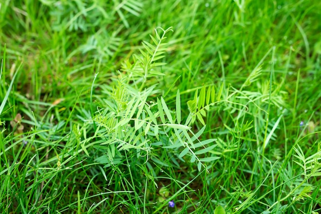 Close up natural fresh green grass with small drops of water.