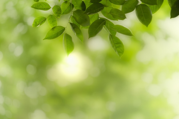 Close up of nature green leaf on blurred greenery under sunlight.